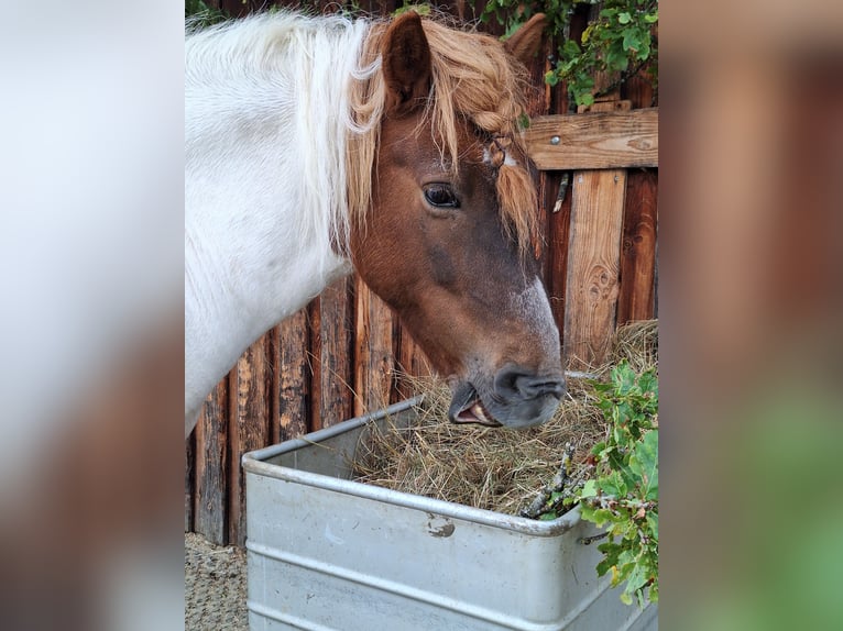 Icelandic Horse Gelding 10 years Pinto in P&#xE4;hl