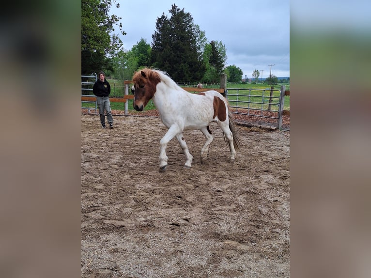 Icelandic Horse Gelding 10 years Pinto in P&#xE4;hl