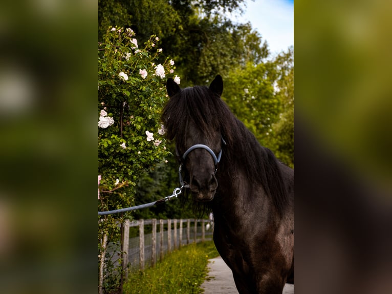 Icelandic Horse Gelding 11 years 13.1 hh Black in Bangerten b. Dieterswil
