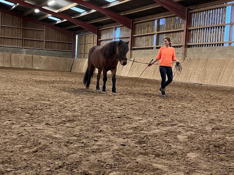 Icelandic Horse Gelding 11 years 13,1 hh Brown in Trier