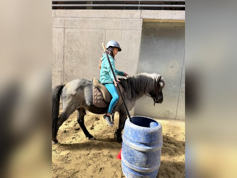 Icelandic Horse Gelding 11 years 13.1 hh Roan-Blue in Sonntag