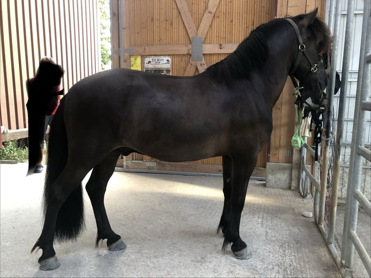 Icelandic Horse Gelding 11 years 13.1 hh Smoky-Black in Altenbeken