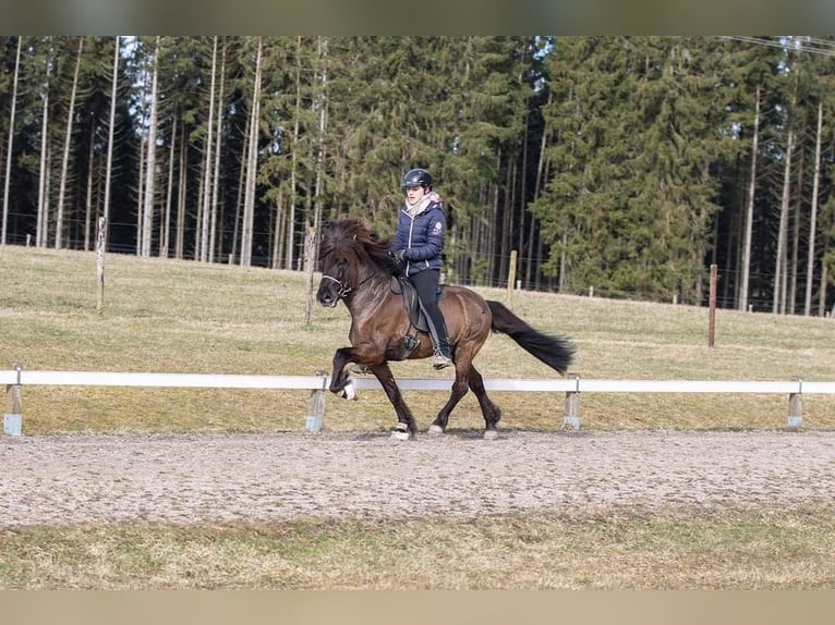 Icelandic Horse Gelding 11 years 13.1 hh Smoky-Black in Altenbeken