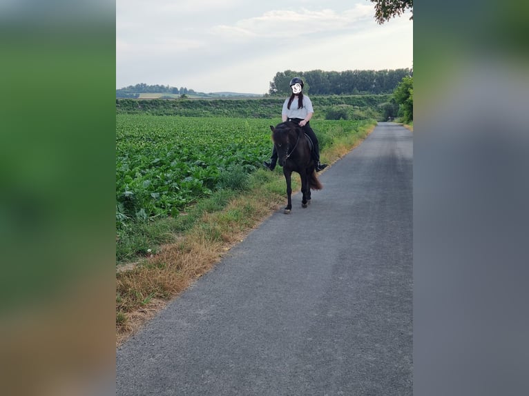 Icelandic Horse Gelding 11 years 13,2 hh Black in Mattersburg