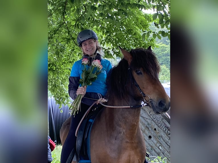 Icelandic Horse Gelding 11 years 13,2 hh Brown in Wildflecken