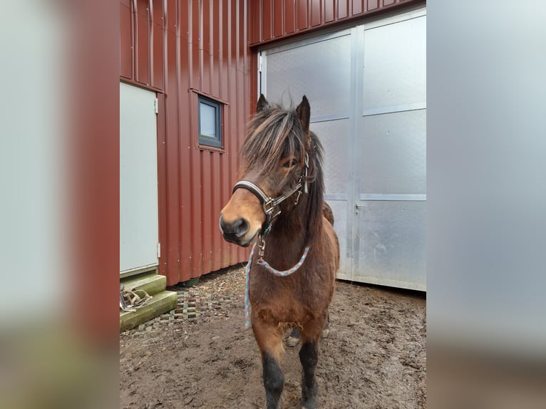 Icelandic Horse Gelding 11 years 13,2 hh Brown in Wildflecken