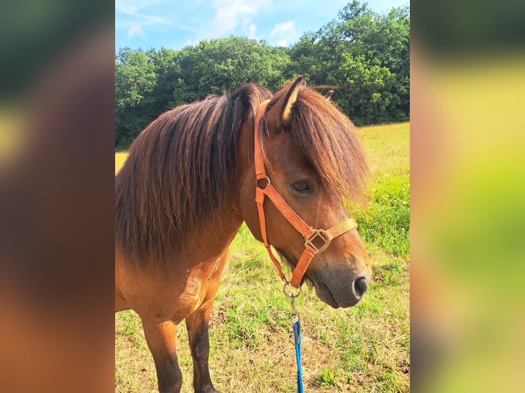 Icelandic Horse Gelding 11 years 13.2 hh Brown in Herborn