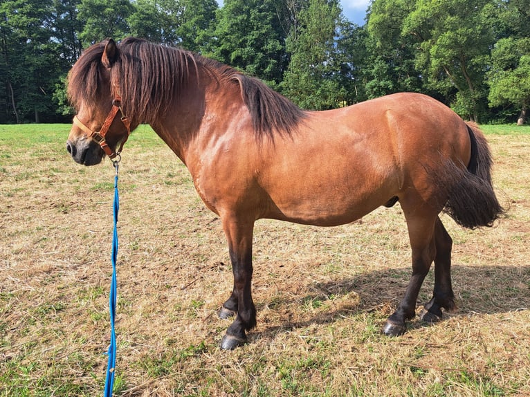 Icelandic Horse Gelding 11 years 13.2 hh Brown in Herborn