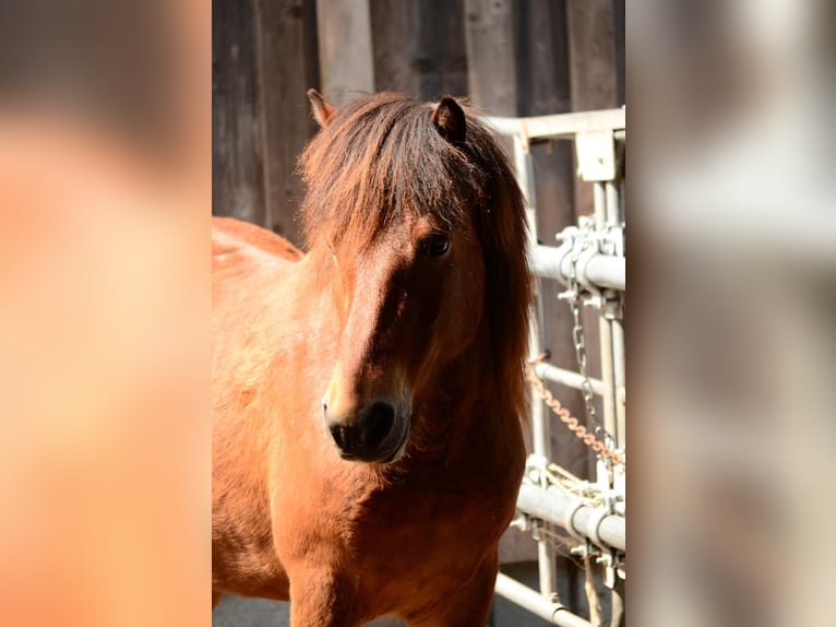 Icelandic Horse Gelding 11 years 13,2 hh Brown in Oberstenfeld