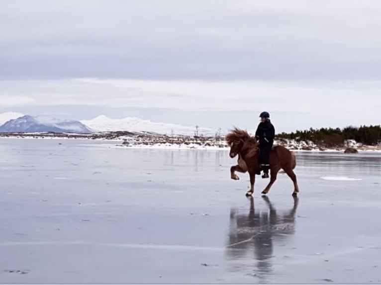 Icelandic Horse Gelding 11 years 13,2 hh Chestnut-Red in Bad Hofgastein