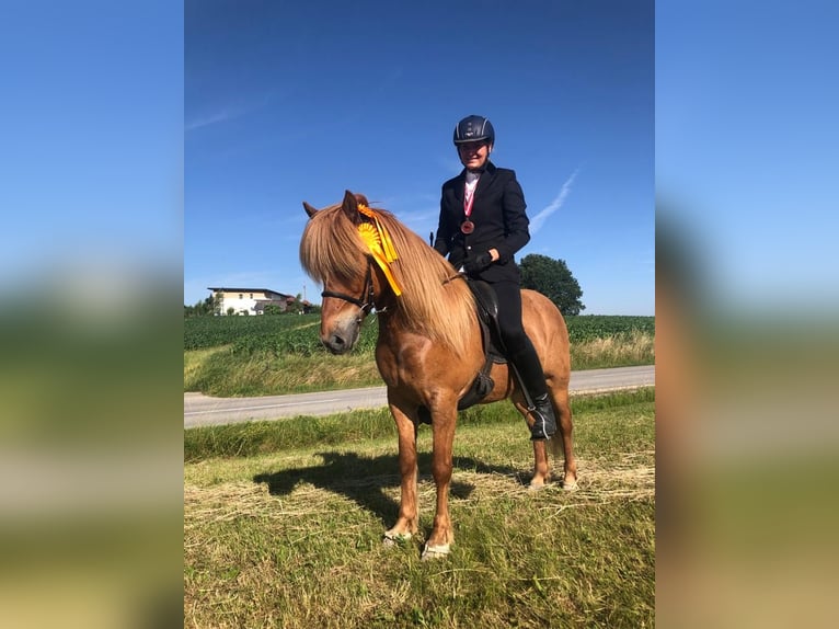 Icelandic Horse Gelding 11 years 13,2 hh Chestnut-Red in Bad Hofgastein