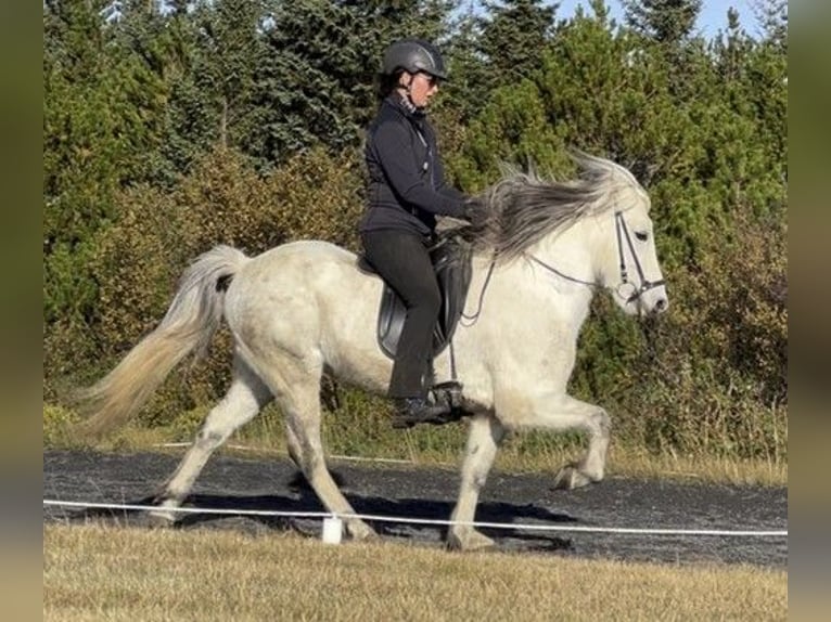 Icelandic Horse Gelding 11 years 13,2 hh Gray in Schneverdingen