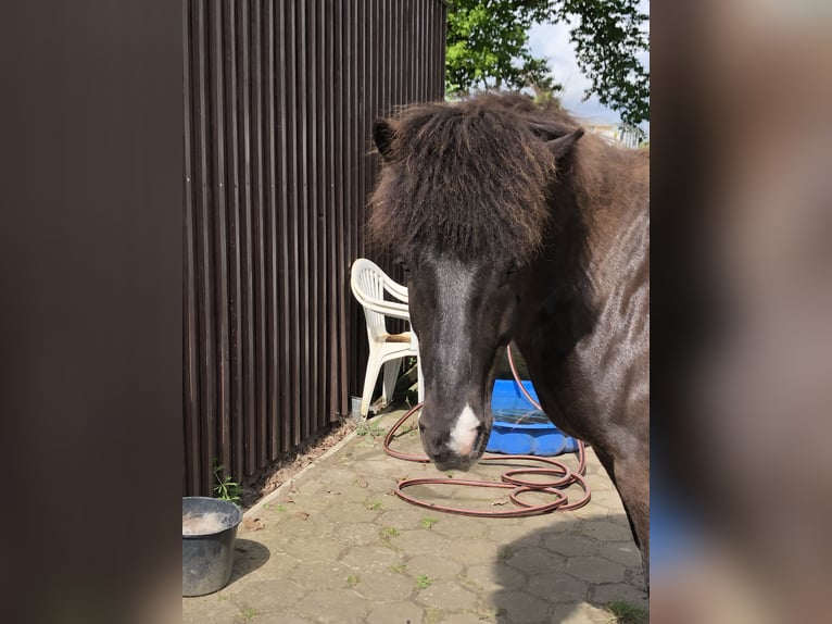 Icelandic Horse Gelding 11 years 13,2 hh Pinto in Kirchgellersen