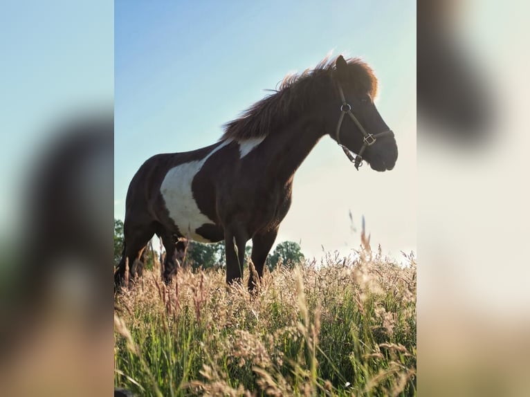 Icelandic Horse Gelding 11 years 13,2 hh Pinto in Kirchgellersen