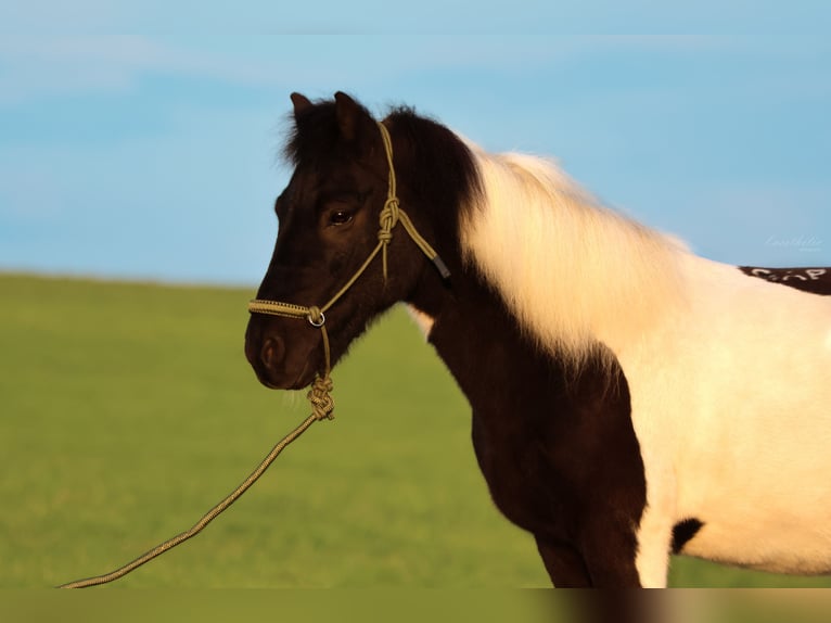 Icelandic Horse Gelding 11 years 13,2 hh Pinto in Straßwalchen