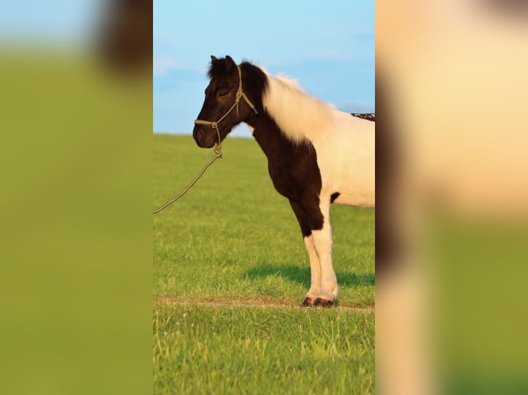 Icelandic Horse Gelding 11 years 13,2 hh Pinto in Straßwalchen