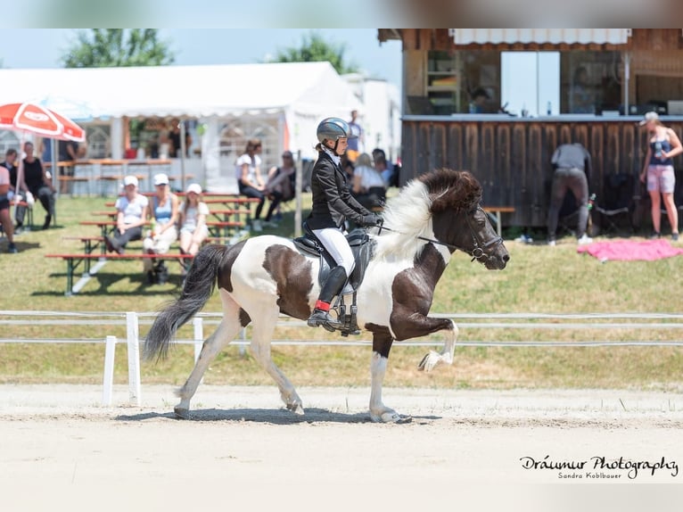 Icelandic Horse Gelding 11 years 13,2 hh Pinto in Straßwalchen