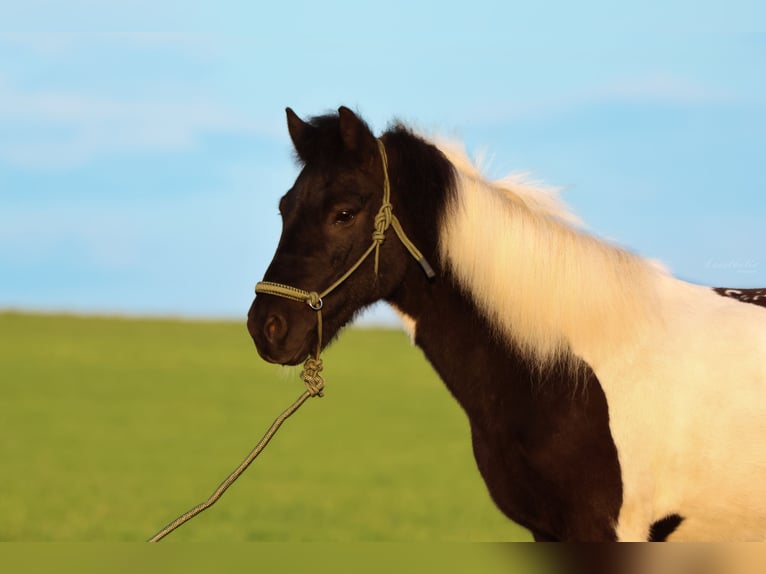 Icelandic Horse Gelding 11 years 13,2 hh Pinto in Straßwalchen