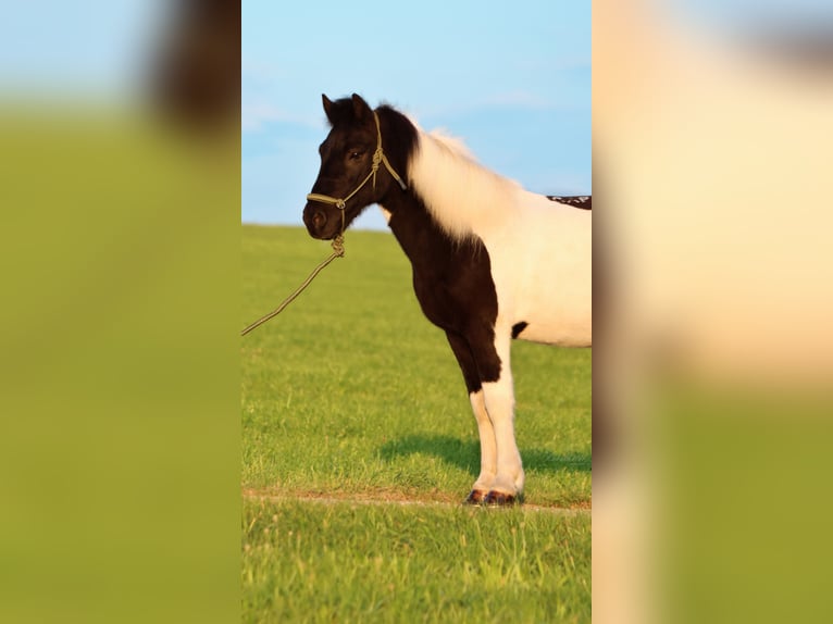 Icelandic Horse Gelding 11 years 13,2 hh Pinto in Straßwalchen