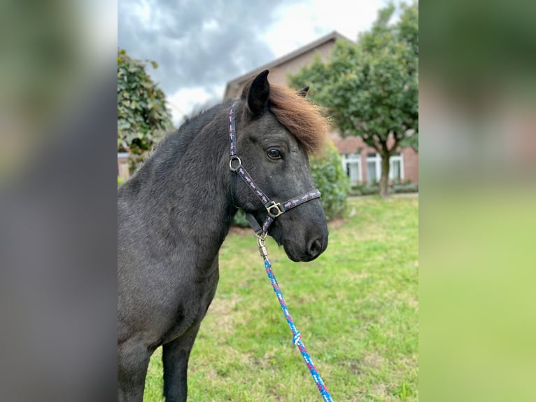 Icelandic Horse Gelding 11 years 13,3 hh Black in Stapelfeld