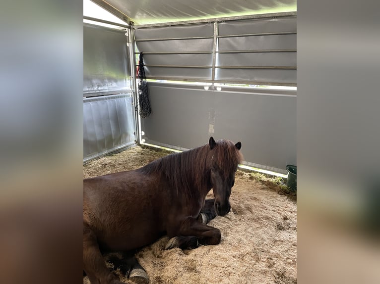 Icelandic Horse Gelding 11 years 13,3 hh Black in Lochen am See