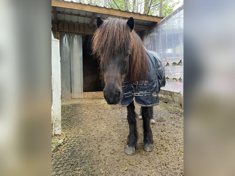 Icelandic Horse Gelding 11 years 13,3 hh Black in Lochen am See