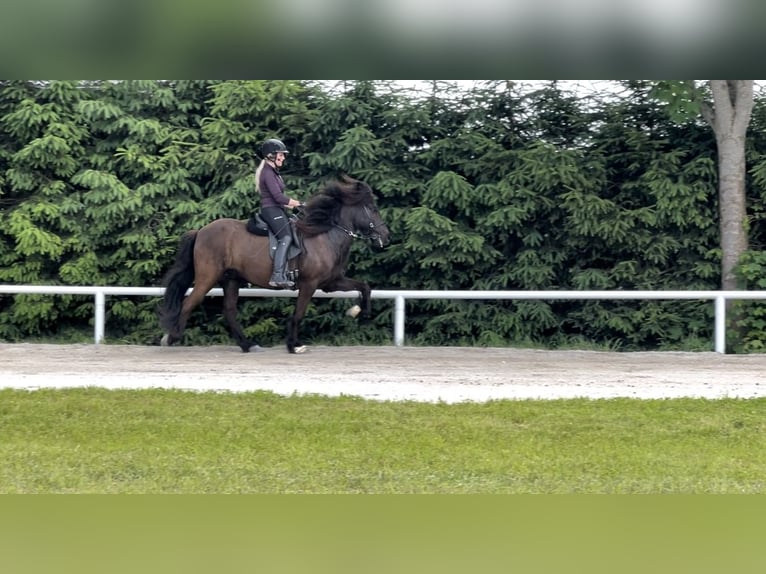 Icelandic Horse Gelding 11 years 13,3 hh Black in Lochen am See