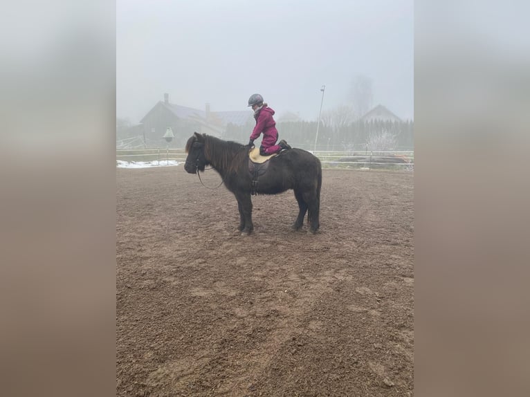 Icelandic Horse Gelding 11 years 13,3 hh Black in Landsberg am Lech