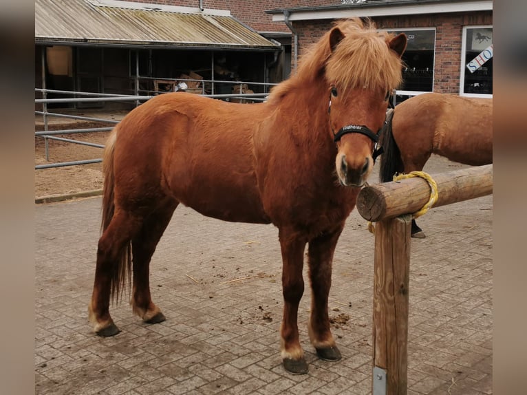 Icelandic Horse Gelding 11 years 13,3 hh Chestnut-Red in Stapelfeld