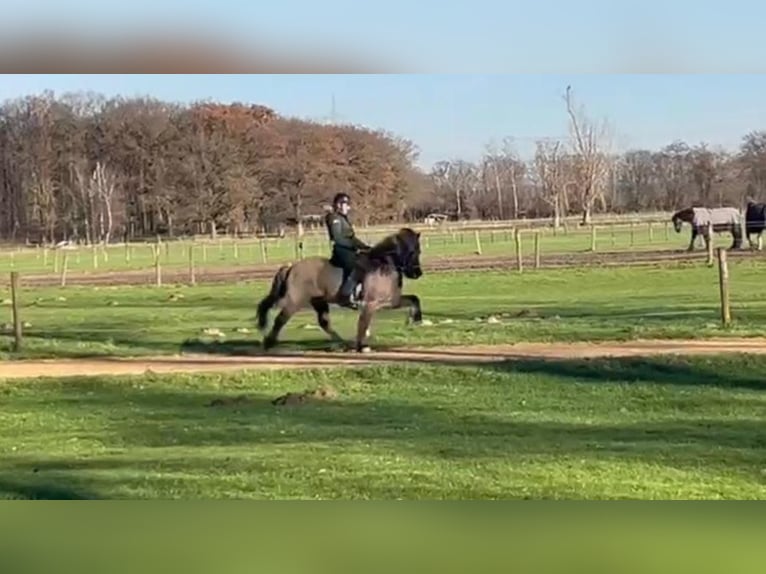 Icelandic Horse Gelding 11 years 13,3 hh Dun in Meckenheim