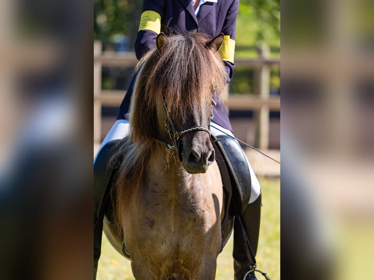 Icelandic Horse Gelding 11 years 13,3 hh Dun in Meckenheim