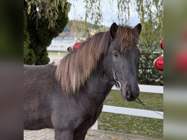 Icelandic Horse Gelding 11 years 13,3 hh Pinto in Lochen am See