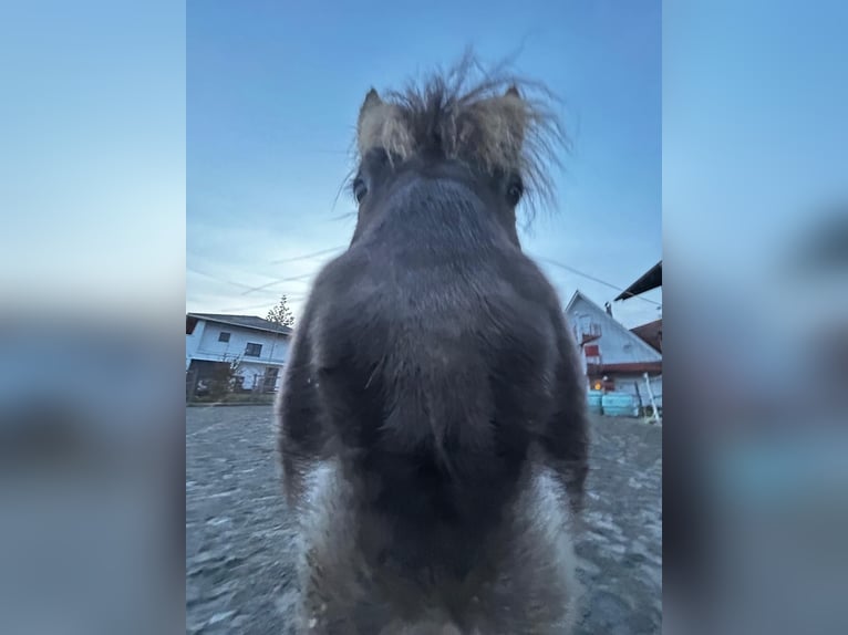 Icelandic Horse Gelding 11 years 13 hh Dun in Höchst