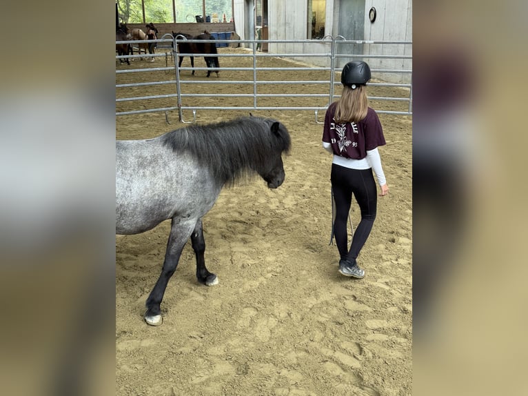 Icelandic Horse Gelding 11 years 13,1 hh Roan-Blue in Sonntag