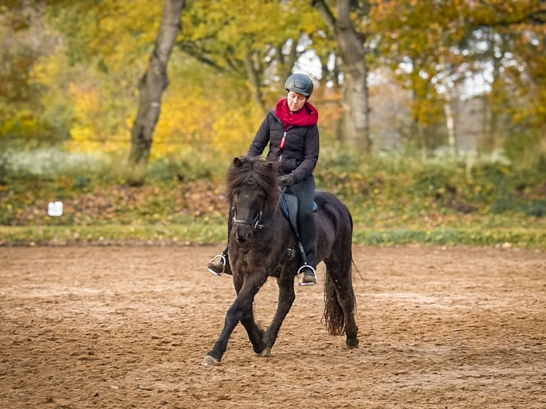 Icelandic Horse Gelding 11 years 13,2 hh Black in Wiemersdorf