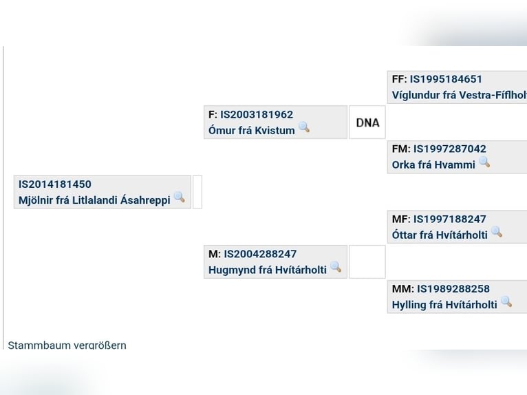 Icelandic Horse Gelding 11 years 13,2 hh Black in Wiemersdorf