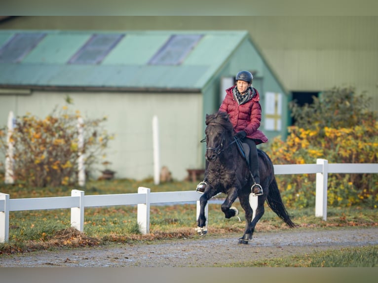 Icelandic Horse Gelding 11 years 13,2 hh Black in Wiemersdorf
