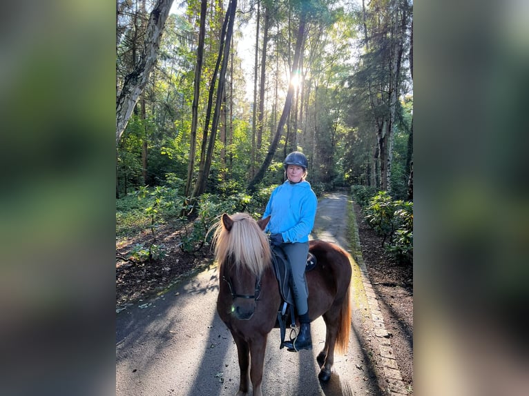 Icelandic Horse Gelding 11 years 13,2 hh Chestnut in Bremen