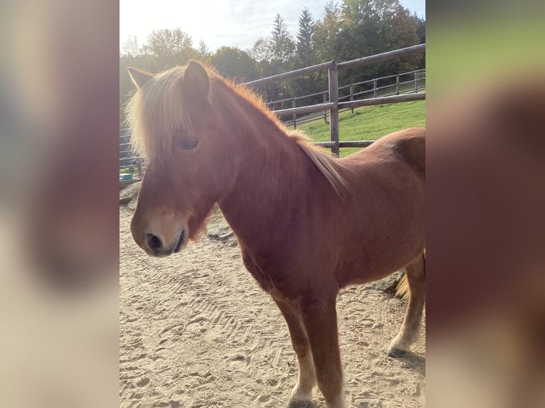 Icelandic Horse Gelding 11 years 13,2 hh Chestnut-Red in Linz