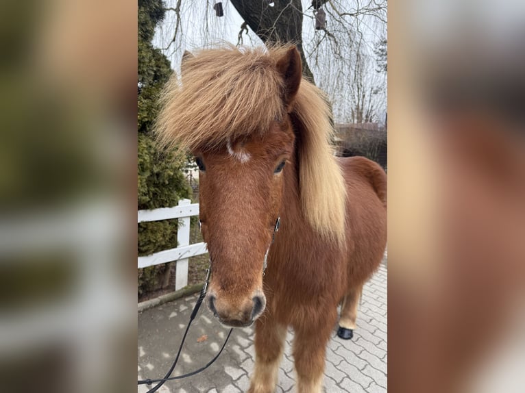 Icelandic Horse Gelding 11 years 13,2 hh Chestnut-Red in Lochen am See