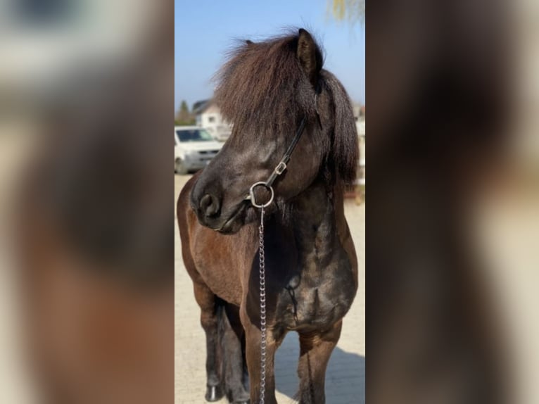 Icelandic Horse Gelding 11 years 13,3 hh Black in Lochen am See