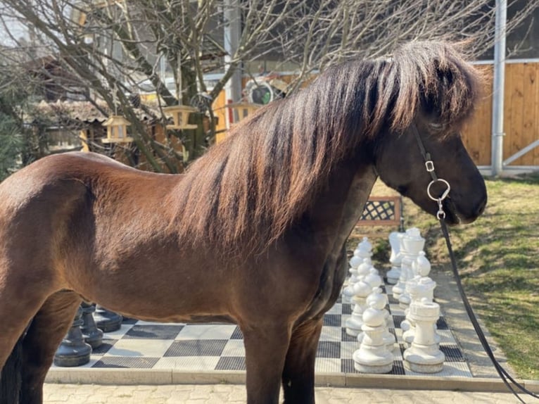 Icelandic Horse Gelding 11 years 13,3 hh Black in Lochen am See
