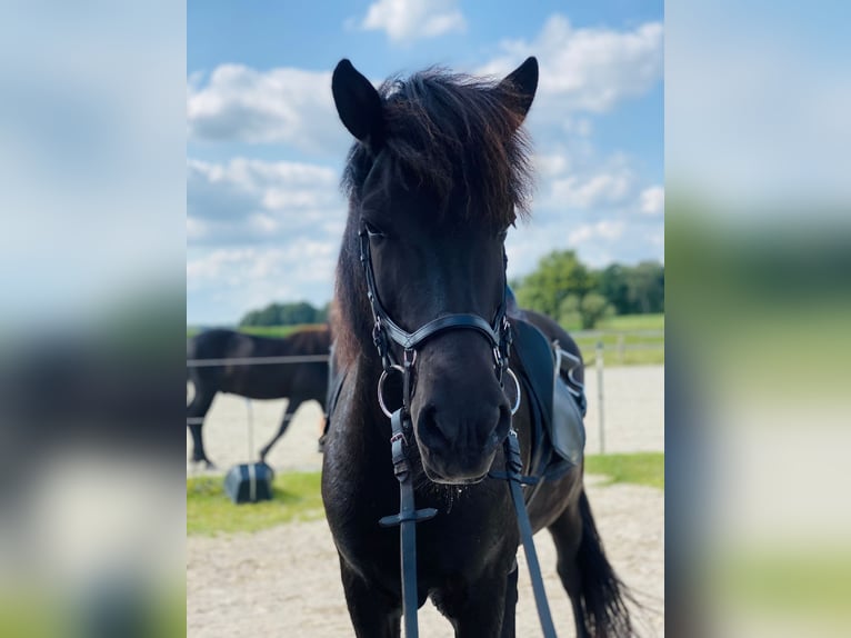 Icelandic Horse Gelding 11 years 14.1 hh Black in Stöckse