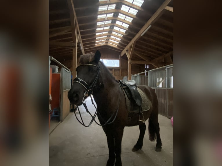 Icelandic Horse Gelding 11 years 14,1 hh Brown in Weilheim in OberbayernWeilheim