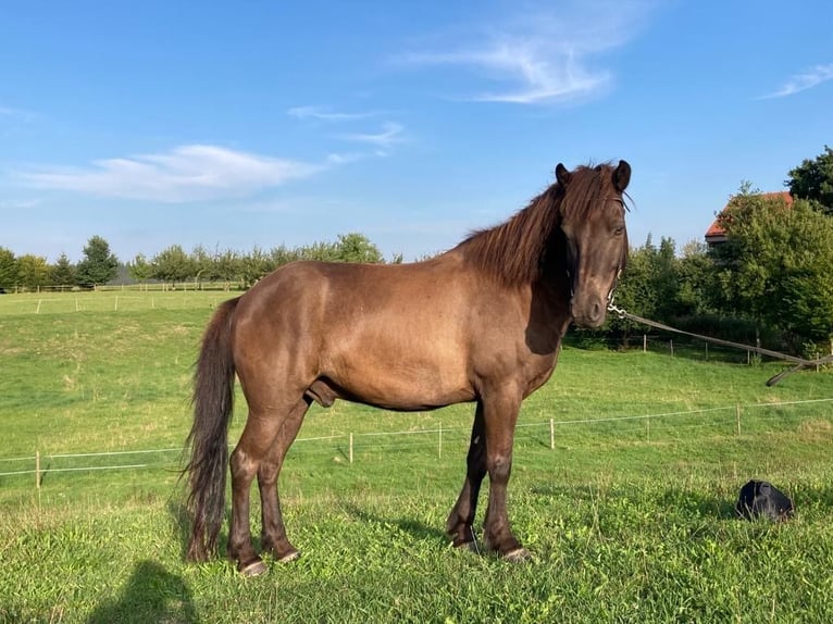 Icelandic Horse Gelding 11 years 14,1 hh Brown in Weilheim in OberbayernWeilheim