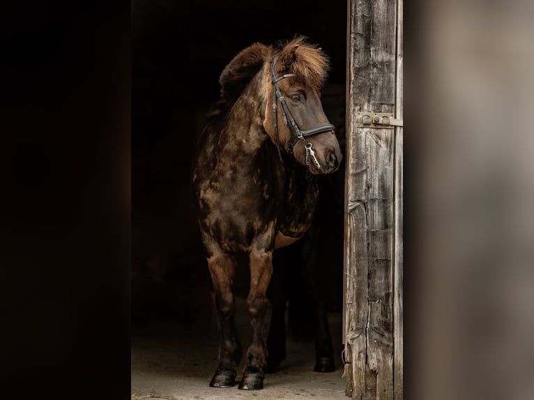 Icelandic Horse Gelding 11 years 14,1 hh Brown in Weilheim in OberbayernWeilheim