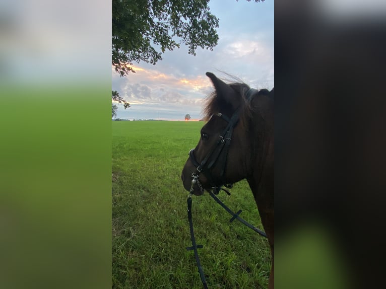 Icelandic Horse Gelding 11 years 14,1 hh Brown in Weilheim in OberbayernWeilheim