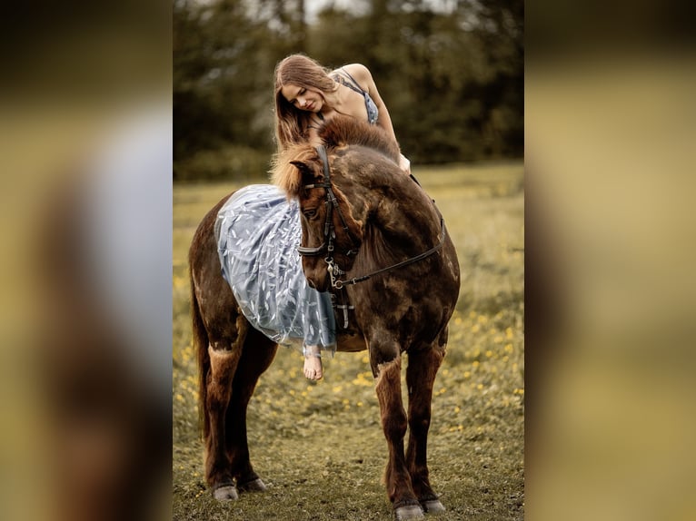 Icelandic Horse Gelding 11 years 14,1 hh Brown in Weilheim in OberbayernWeilheim