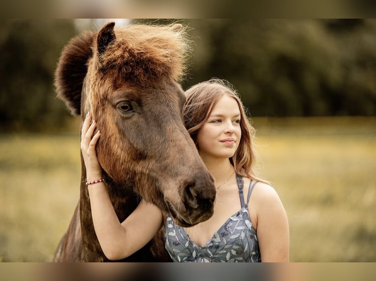 Icelandic Horse Gelding 11 years 14,1 hh Brown in Weilheim in OberbayernWeilheim