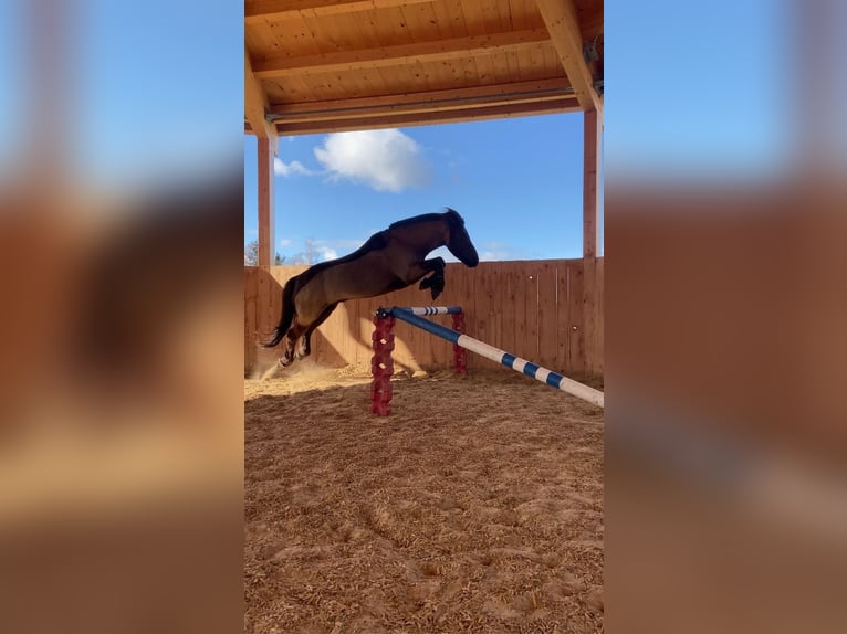 Icelandic Horse Gelding 11 years 14,1 hh Gray-Dark-Tan in Weilheim in Oberbayern